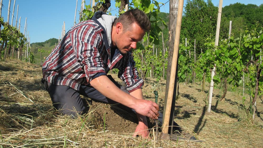 FIVI Federazione Italiana Vignaioli Indipendenti logo Viticoltura e produzione Sostenibile per il Prosecco Valdobbiadene DOCG